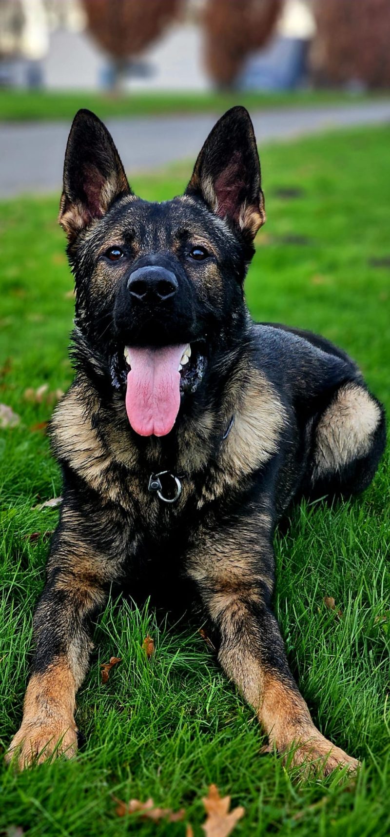 Hond van Sharon Hoogwijk