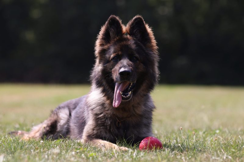 Hond van Andreas