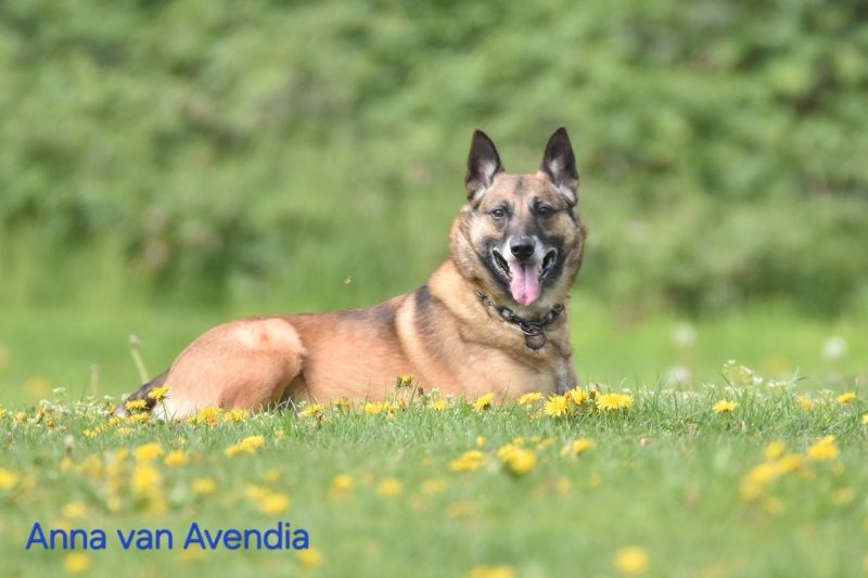 Hond van Verica